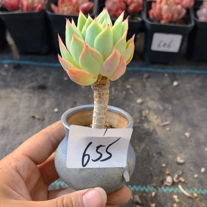 655，三色堇，带盆带土发货