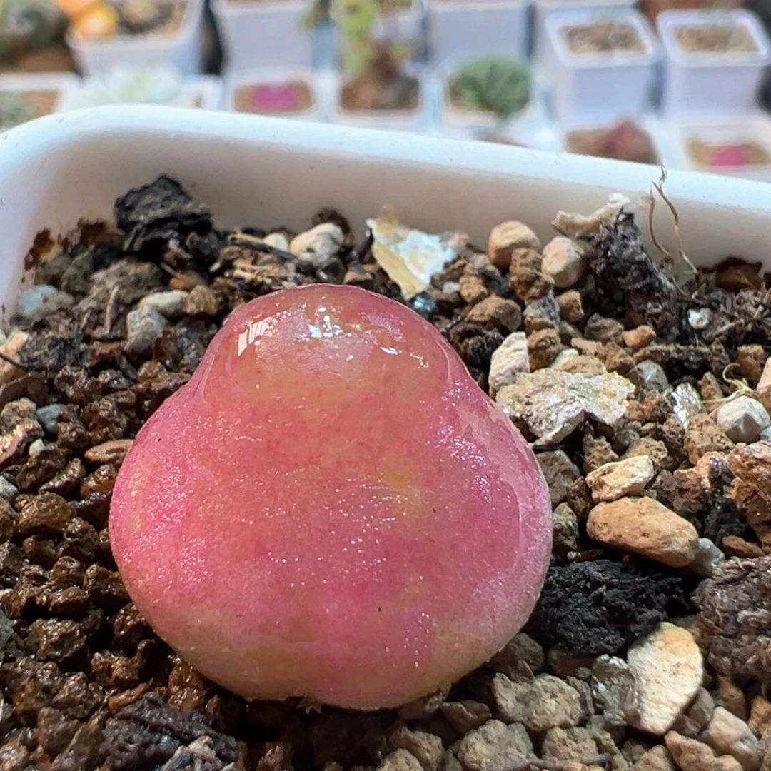 166多肉植物百科灯泡