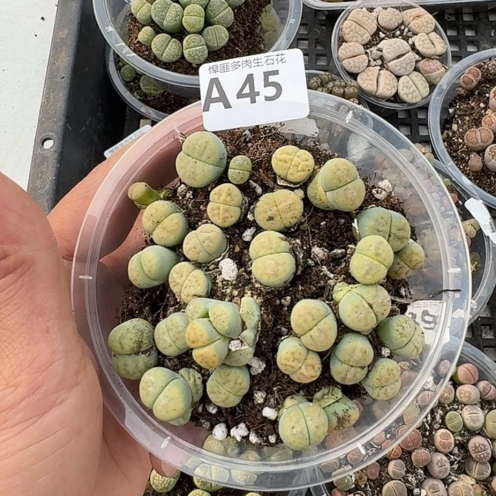 45多肉植物多肉植物