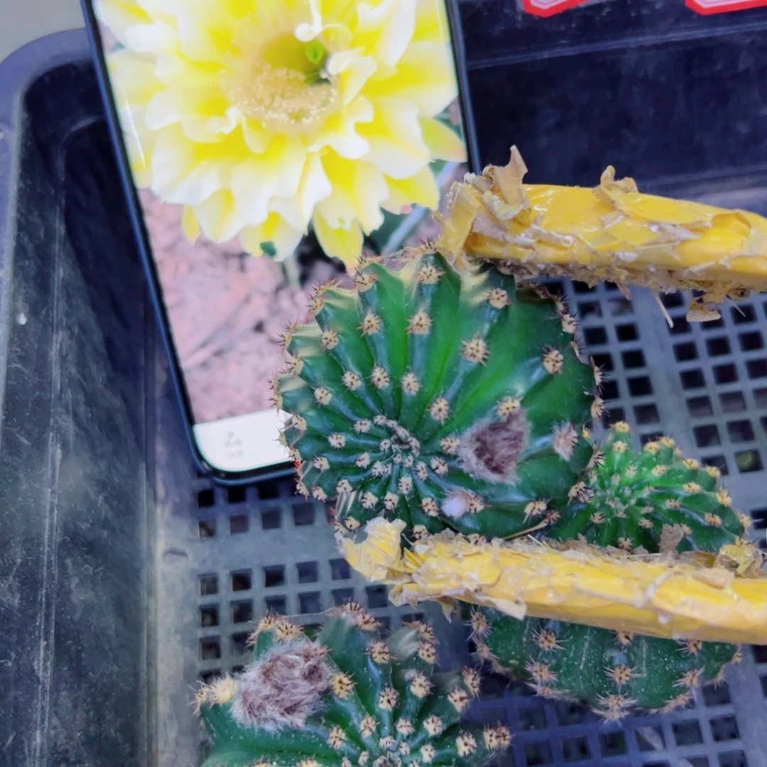 下53彩草黄绿歪无根侧芽4公分左右20包邮