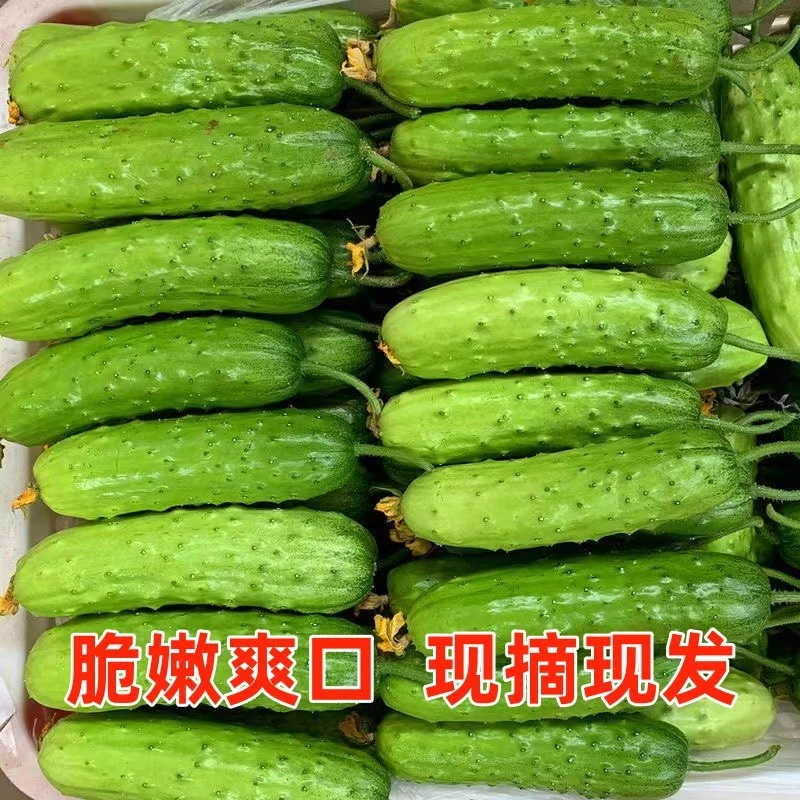 【农掌柜】山东现摘旱大刺黄瓜新鲜现摘水果旱黄瓜产地生吃脆嫩爽口
