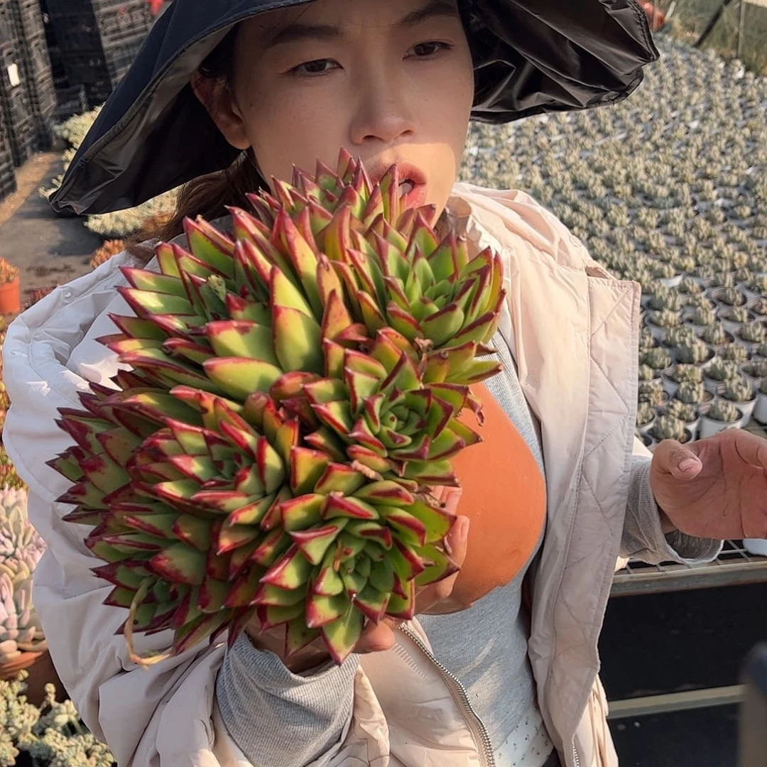 口红群带盆土20cm多肉9.99