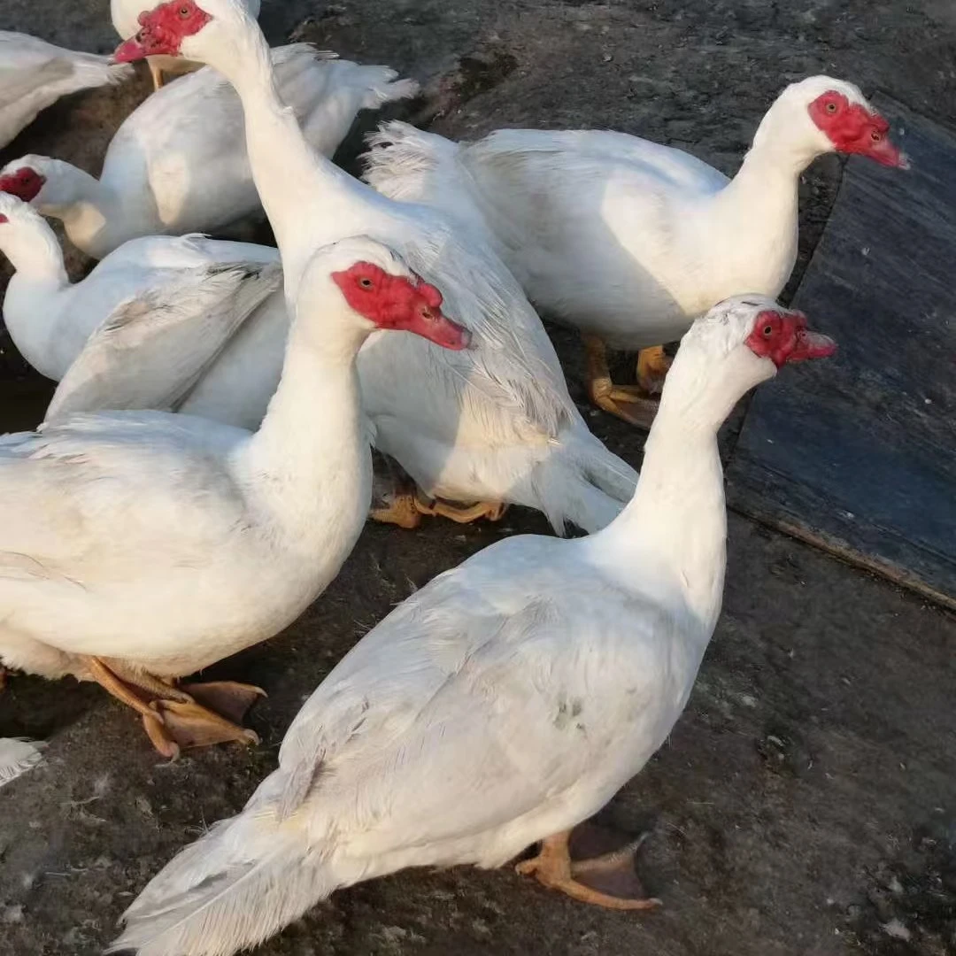 福建次日到达鸭肉腌制零食