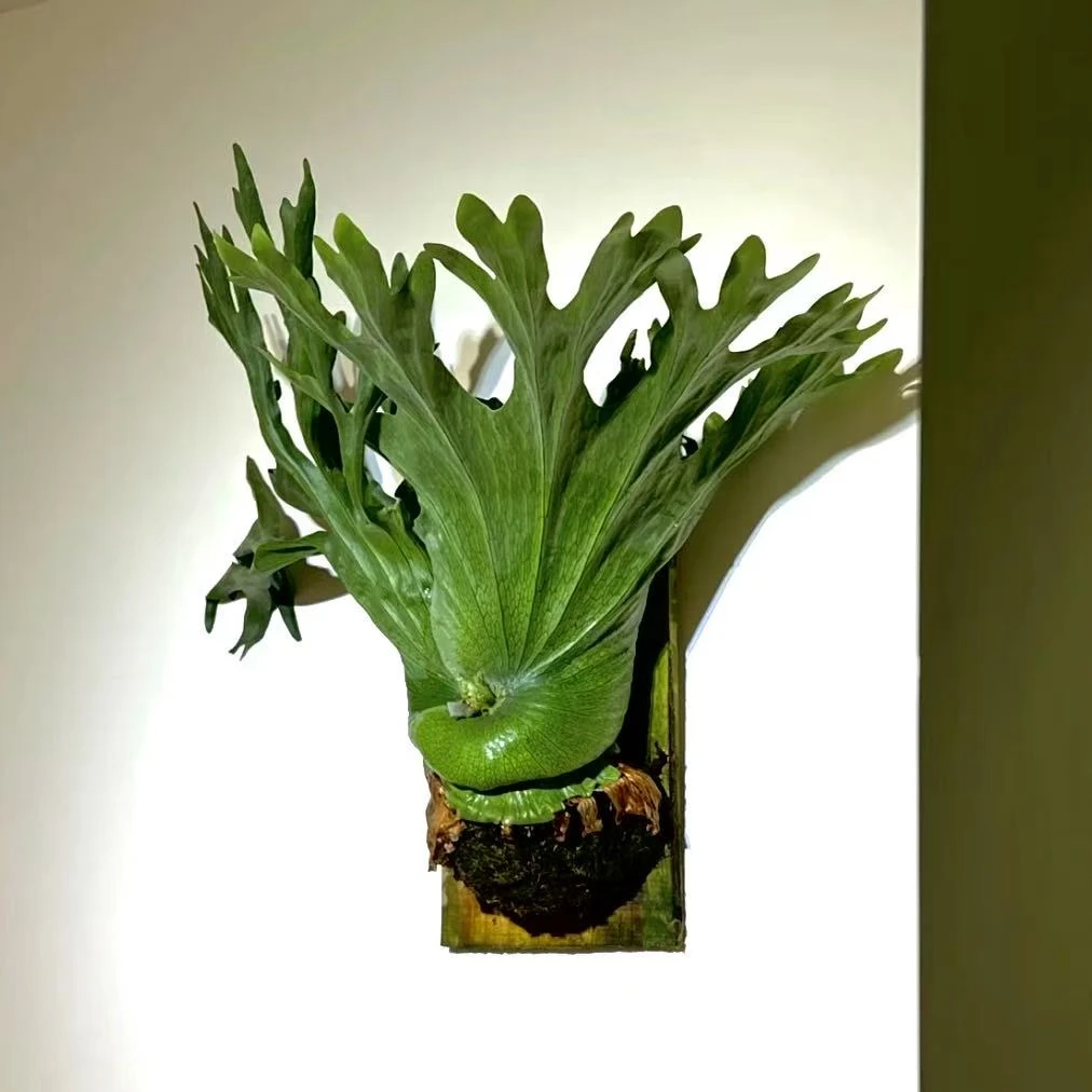 【蕨】（女王鹿角蕨）上板发货 室内新奇绿植盆栽