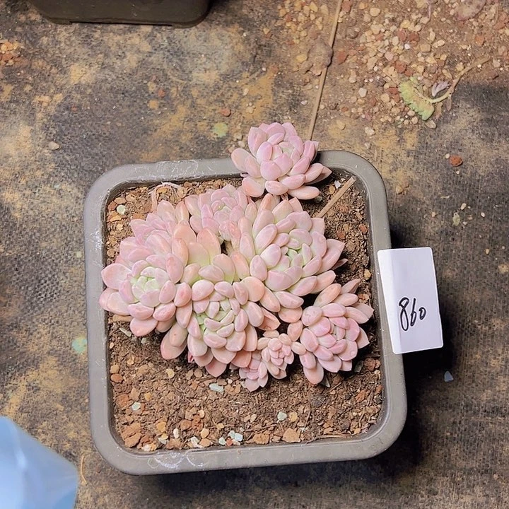 悠*860/////////////