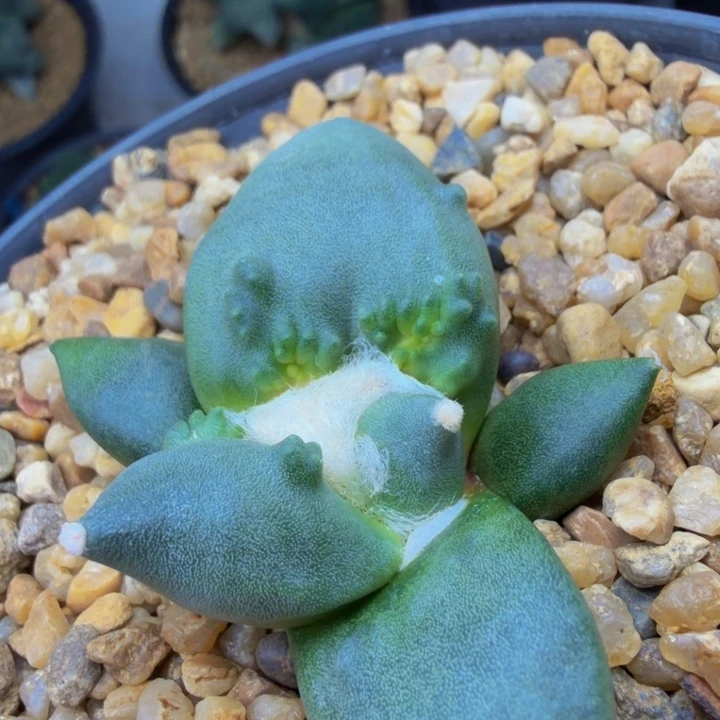 丸叶外星怒千里马苗