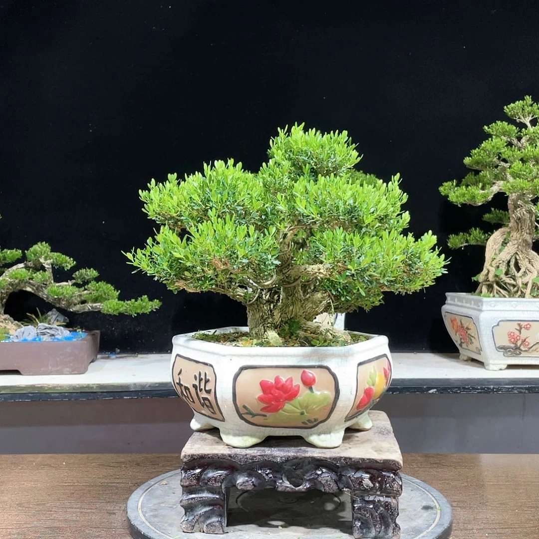 黄杨盆景四季常青