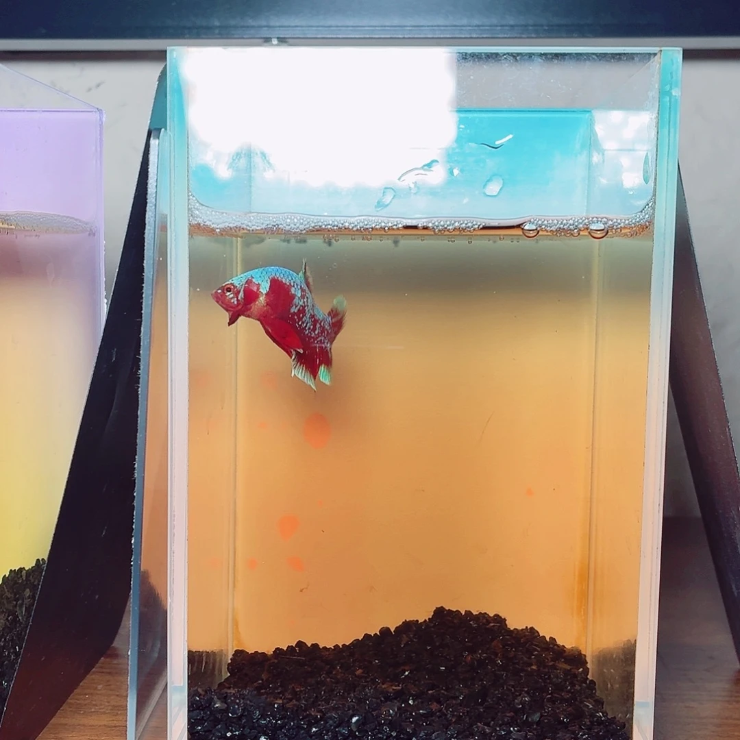 斗鱼彩金将军公鱼