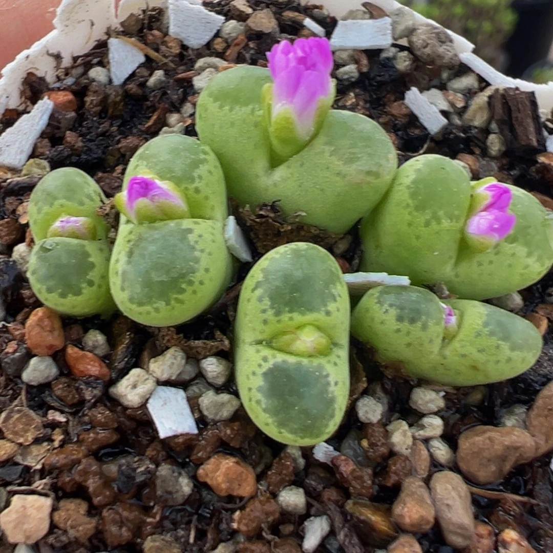 852多肉植物种类多样