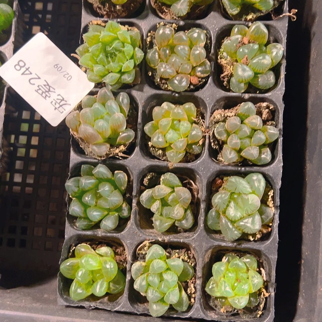 直播福利一物一拍248