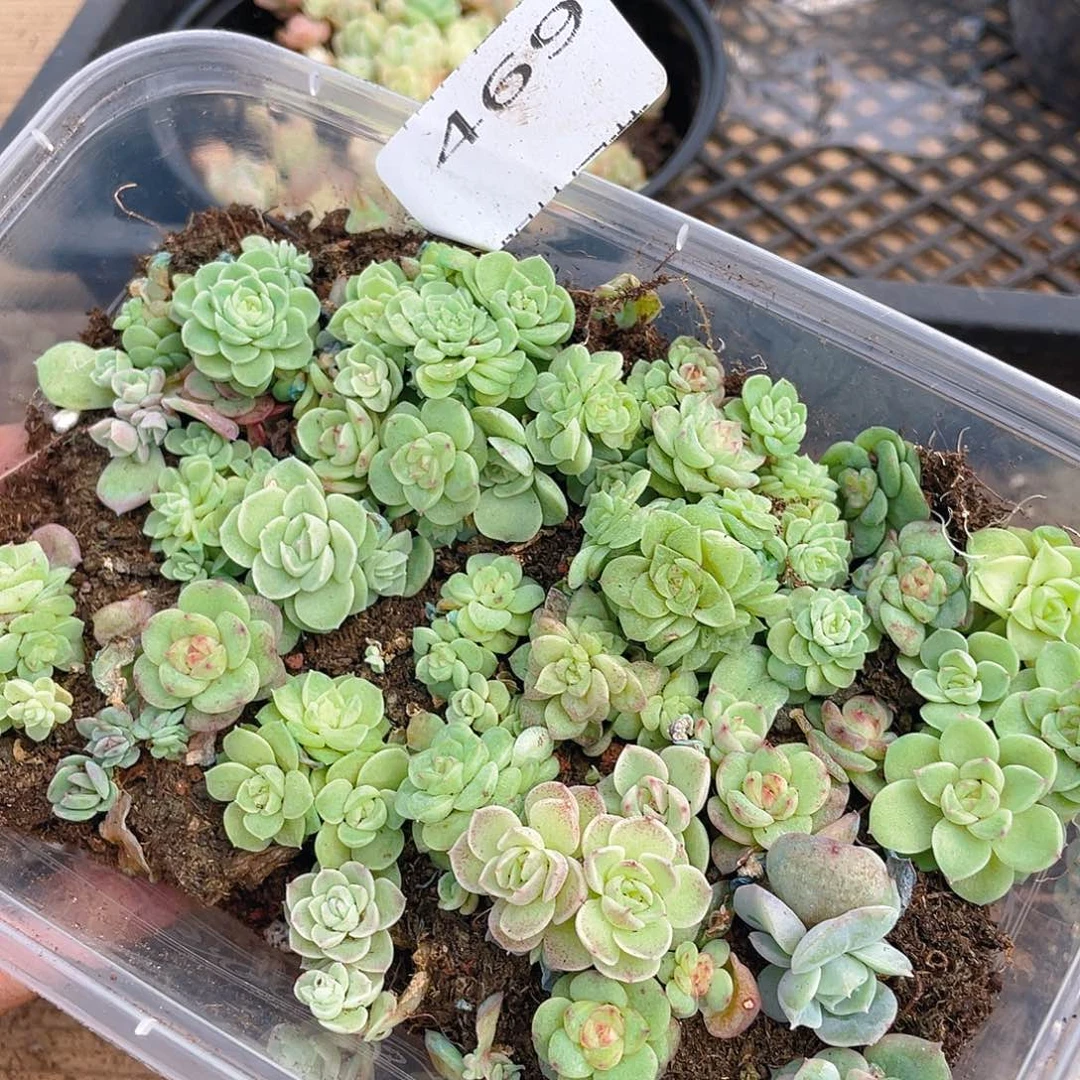 多肉植物多肉植物469