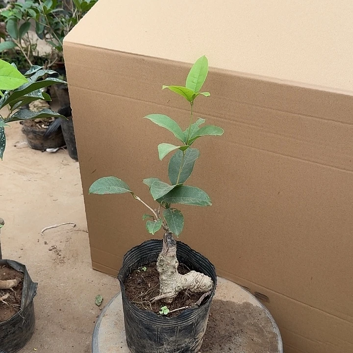 无花朵桂花开始开花了