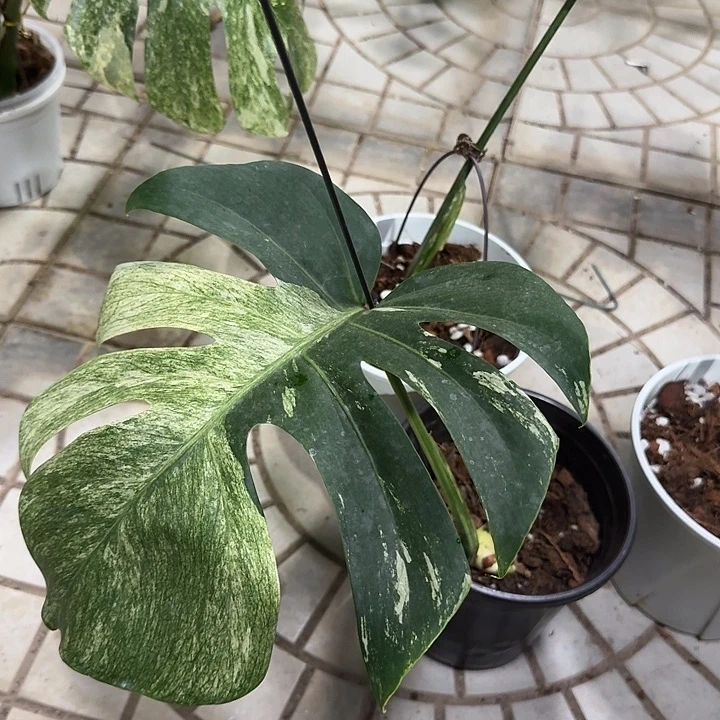 流***流无花朵薄荷花叶单叶S11