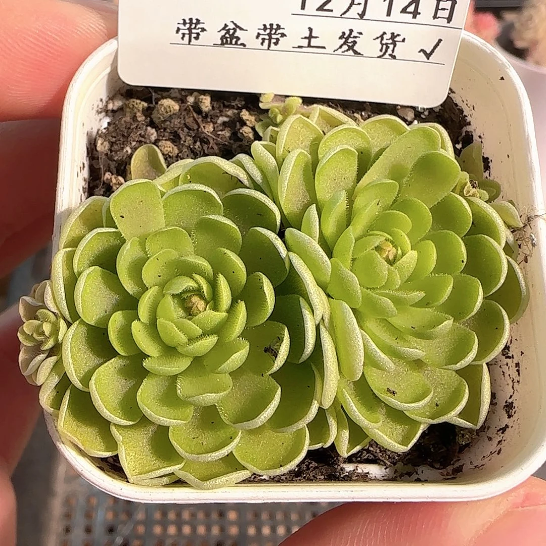 多肉1214-53捕虫堇