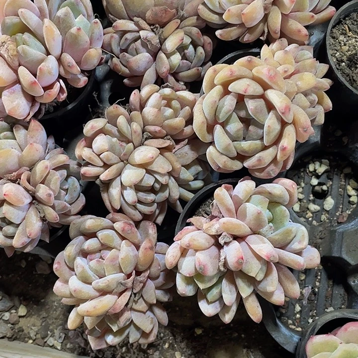 圆盆橙梦露群带盆土