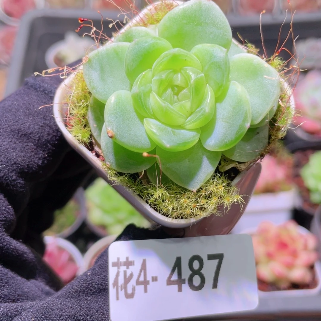 花利美4-487新品珍妮