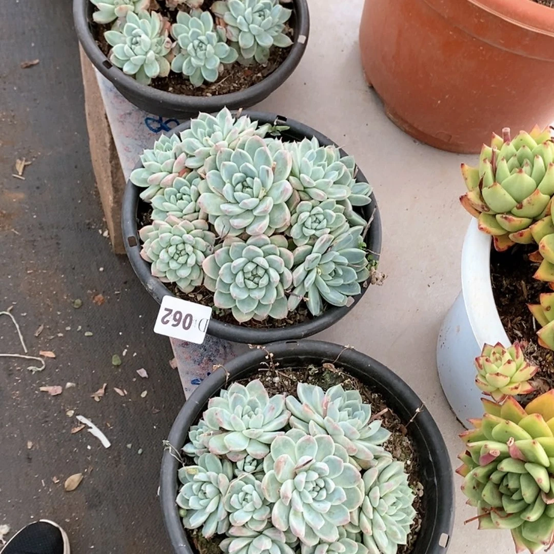 芸****园062阿尔巴佳人3颗多肉