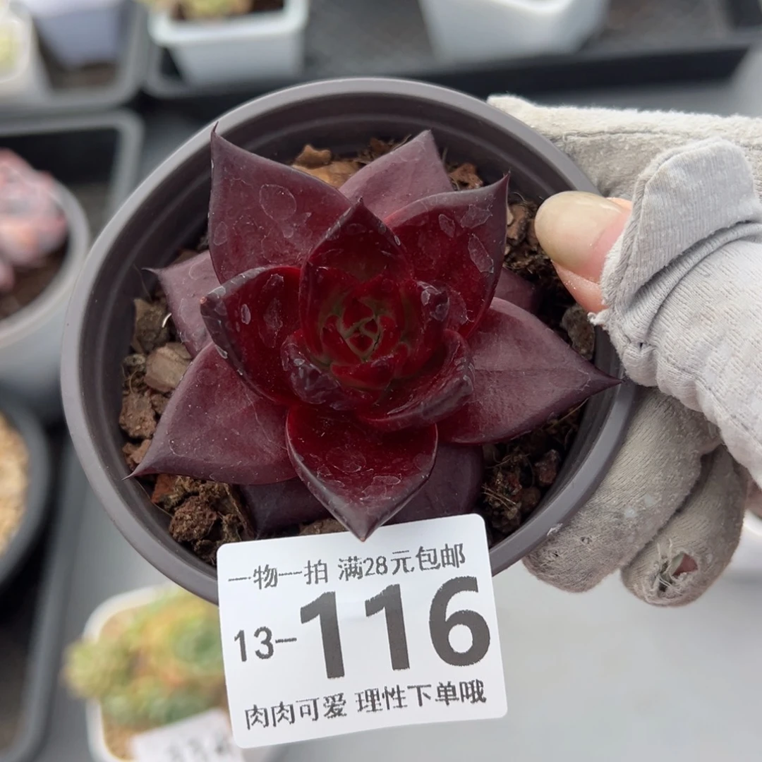 卡宴多多肉多肉多肉