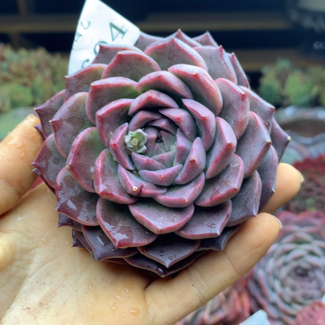 2604杂交精品基地冠7