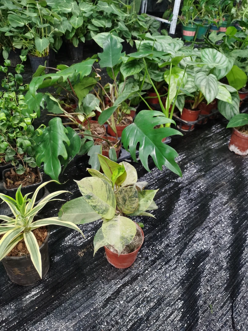 小绿植，直播间一物一拍不售后