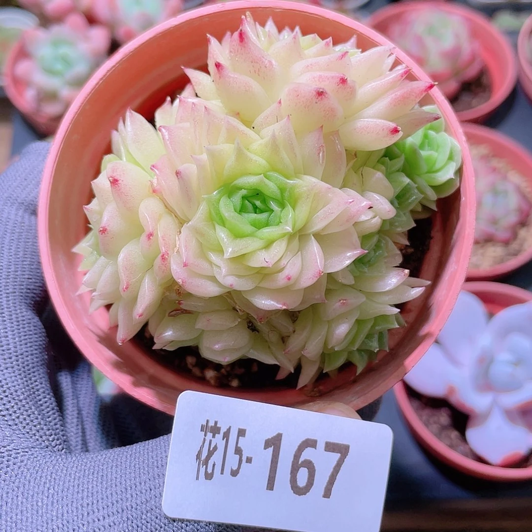 花利美15-167幻影群