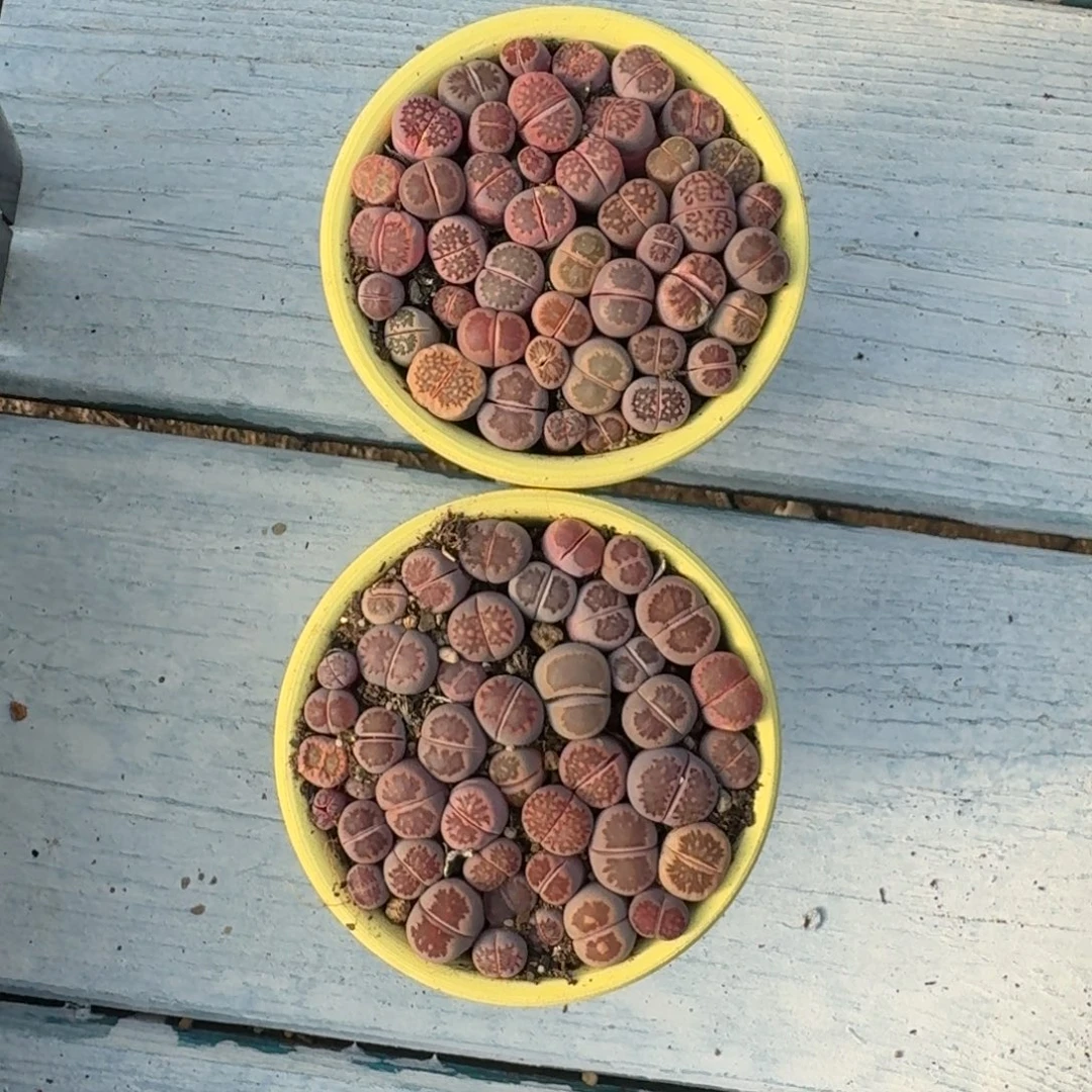 带陶盆紫菊切糕福利一份