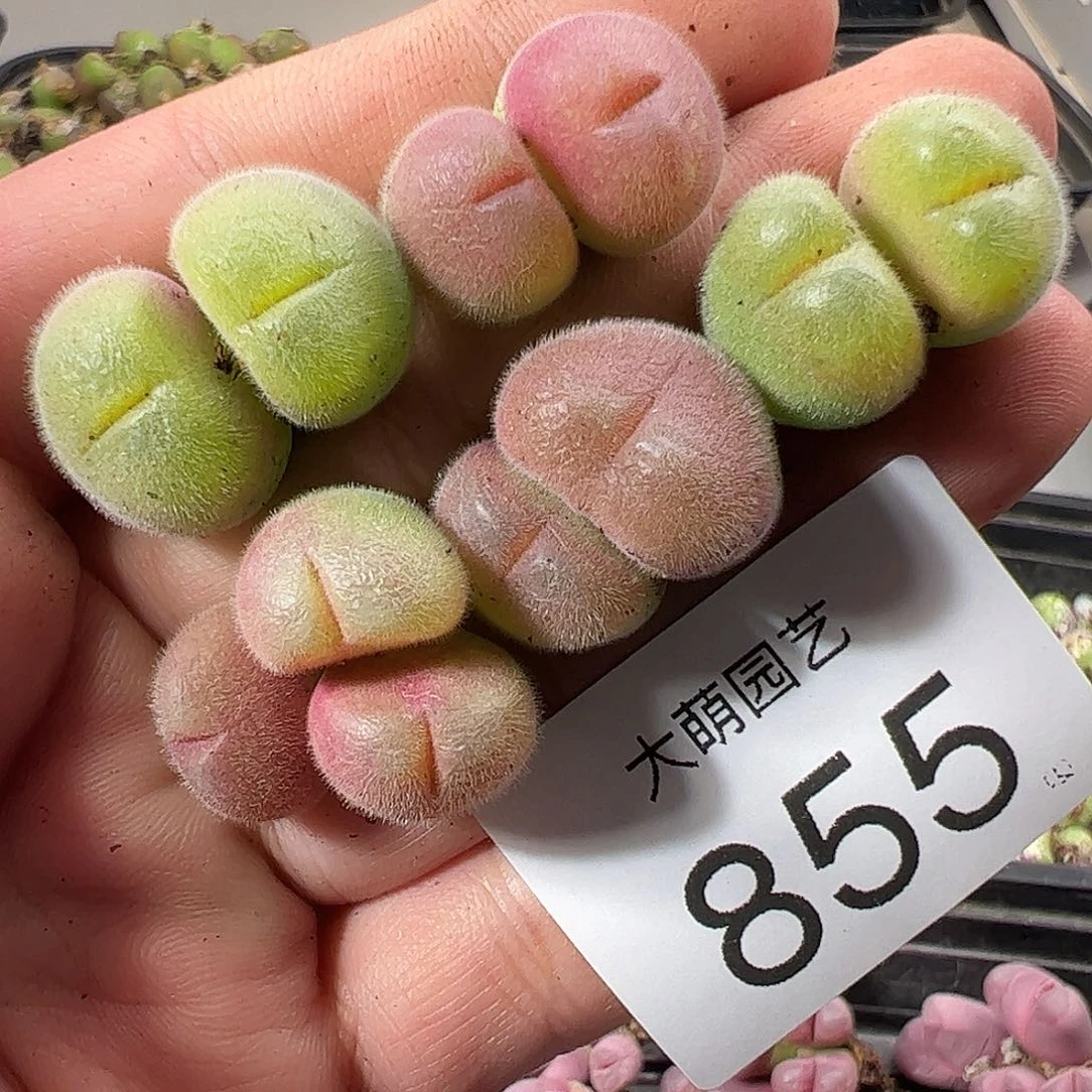 一物一拍。       855