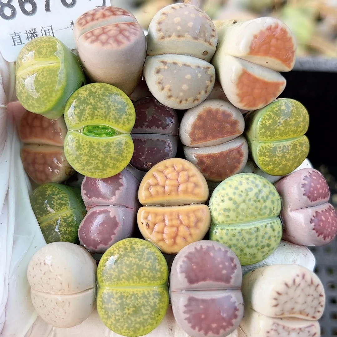 8670 好养易活生石花大母本18个