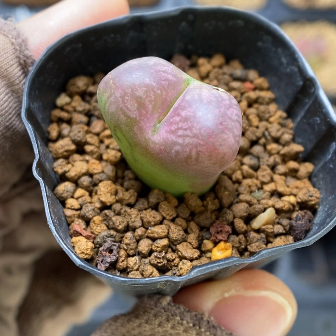 多肉植物肉锥杂交K-3372