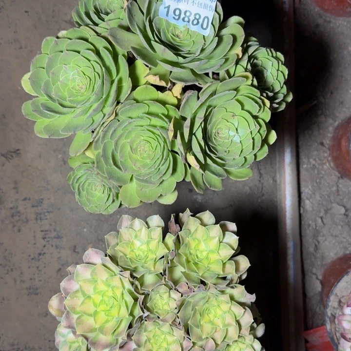 19800两颗不包断枝多肉