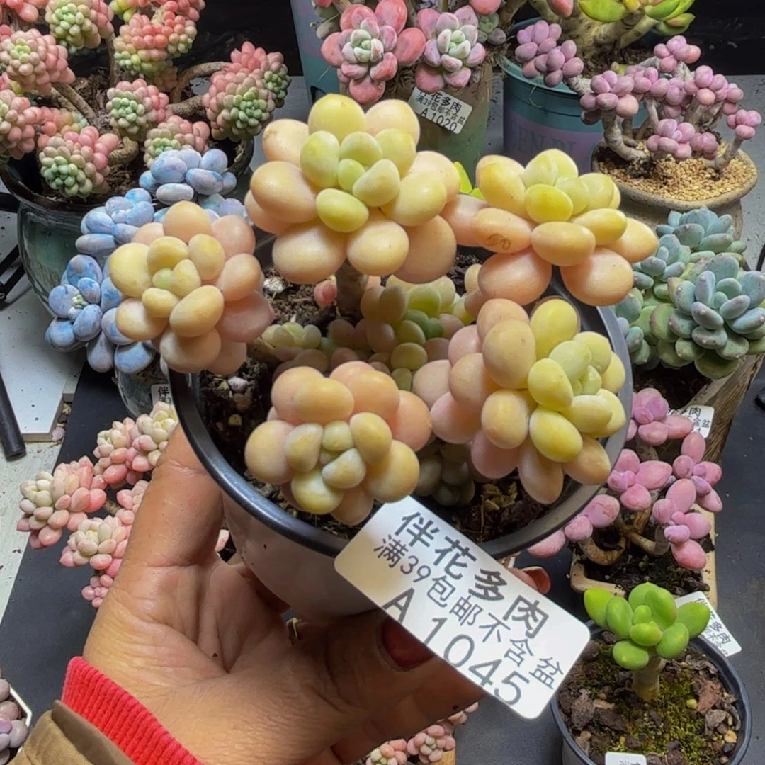 洛可可1045/8cm多肉