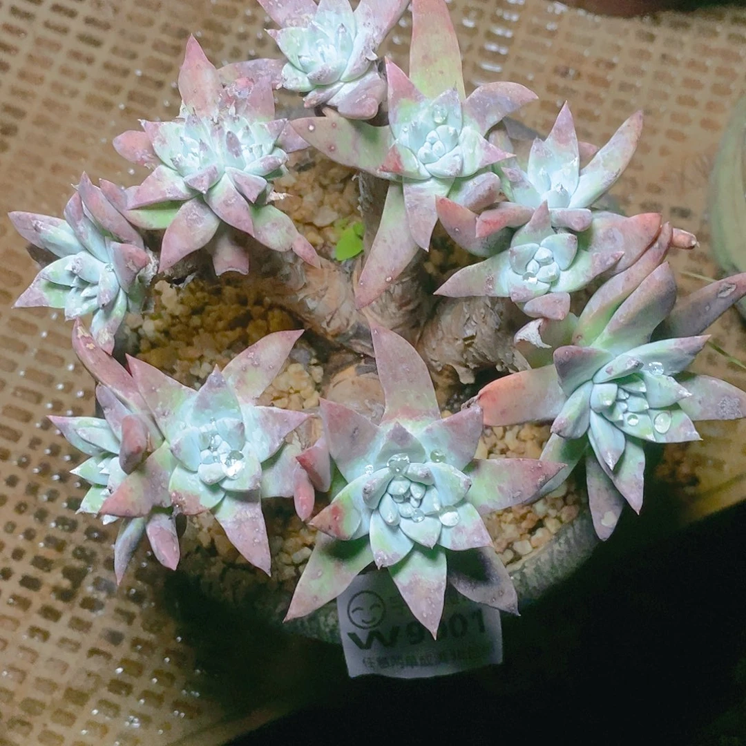 【闪购商品】白雪多肉2332