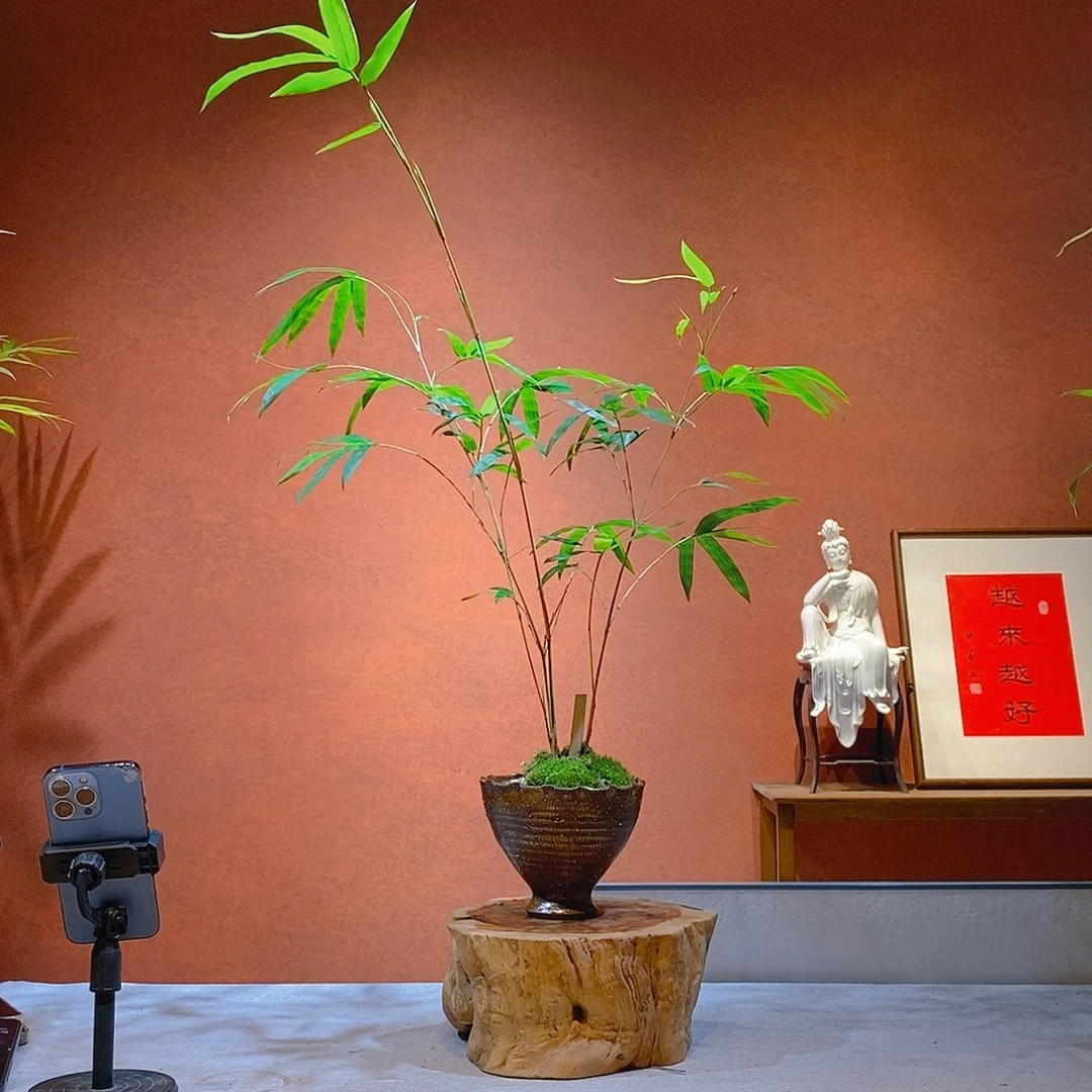 沐***予无花朵老桩精品竹盆景作品
