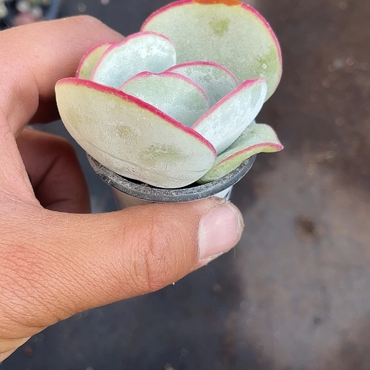 慧***天小精控白眉带盆发货