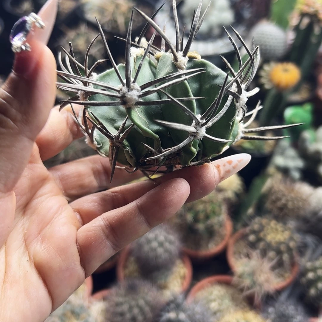 牛角大风有根仙人球666666