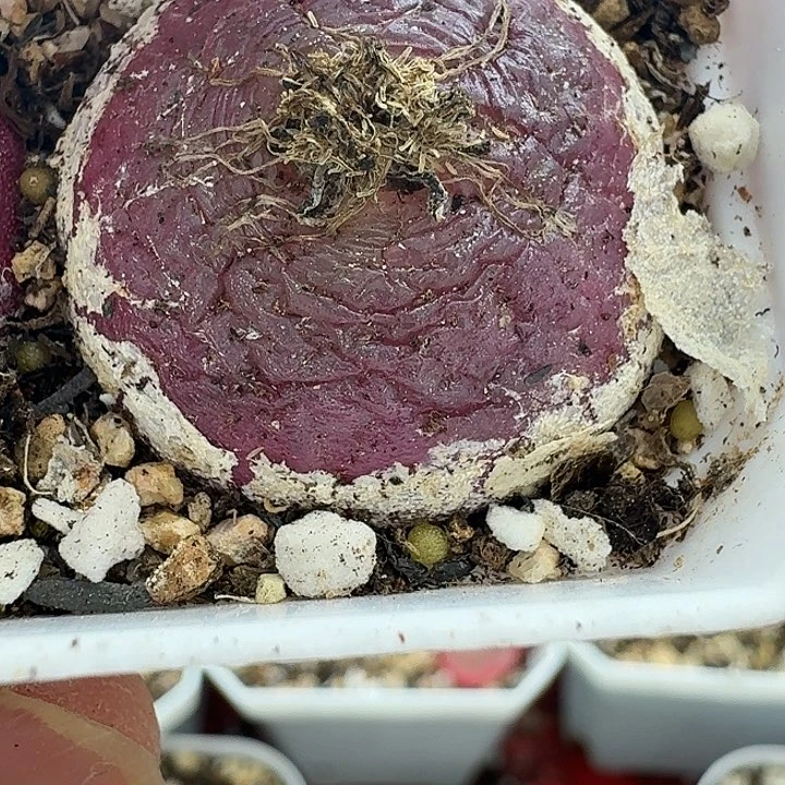 老马生石花灯泡2320