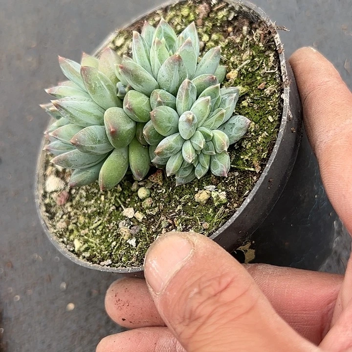 【闪购商品】狮子座缀化