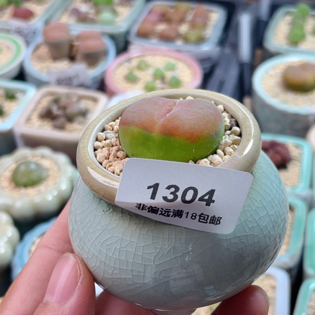 无花朵2304--一物一拍 带盆 蟠桃2.7cm