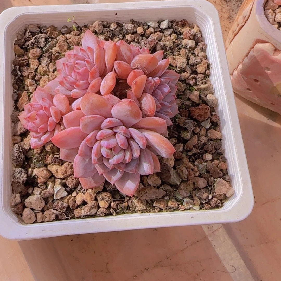 F***姐星星橙多肉植物一物一拍6666