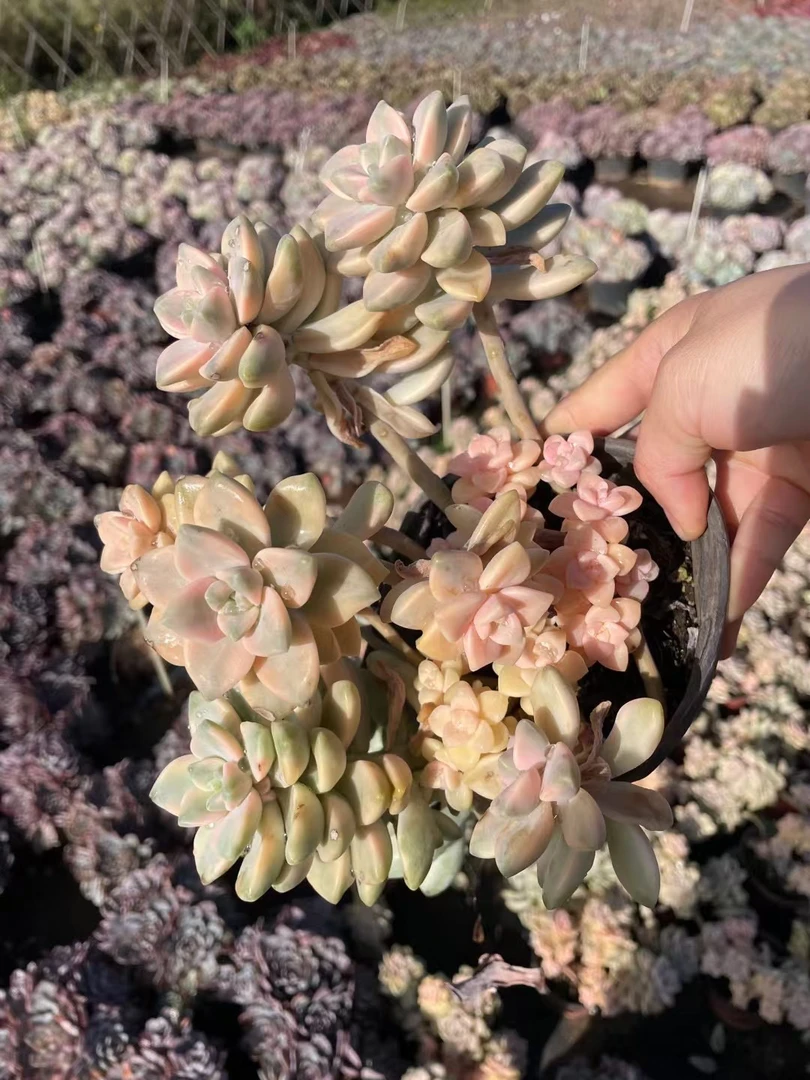 散群美杏锦 多肉植物新手好养(带盆带土发全店满9.9包邮)散光