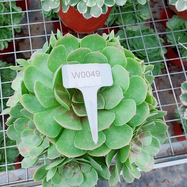 闪购法师1棵万圣杰0049