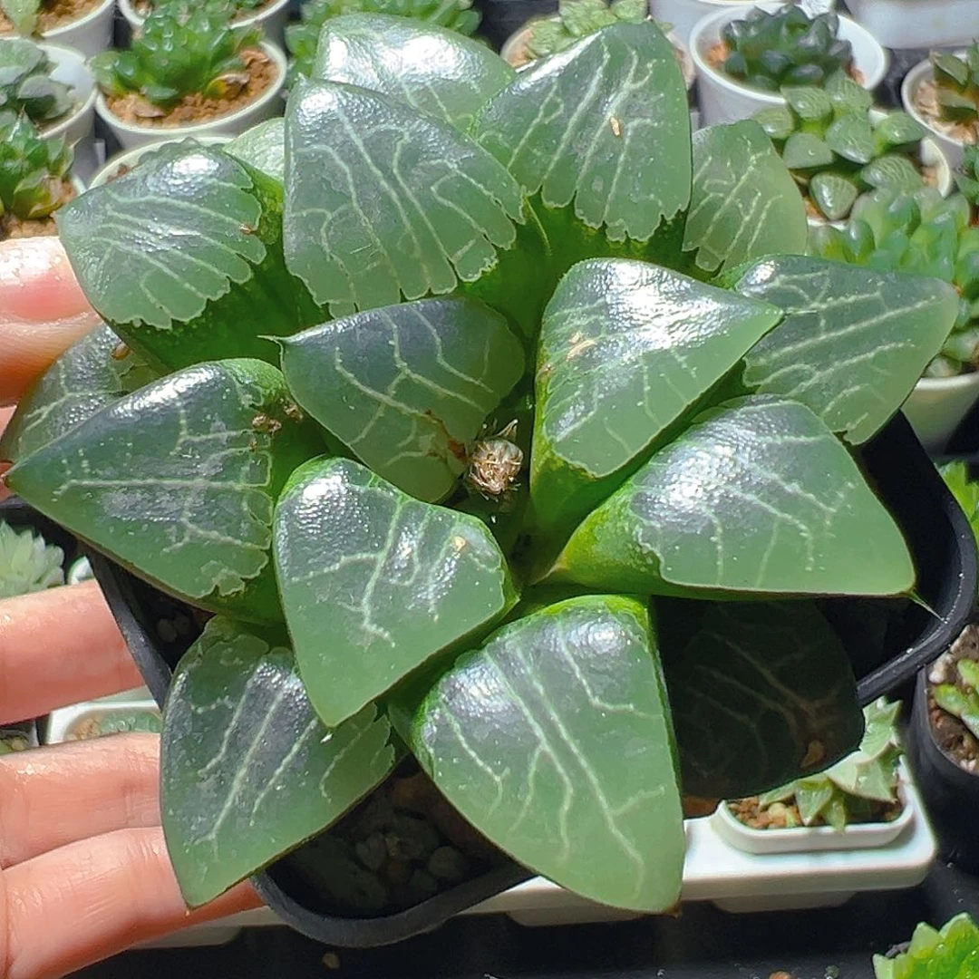 方盆月影母本玉露多肉