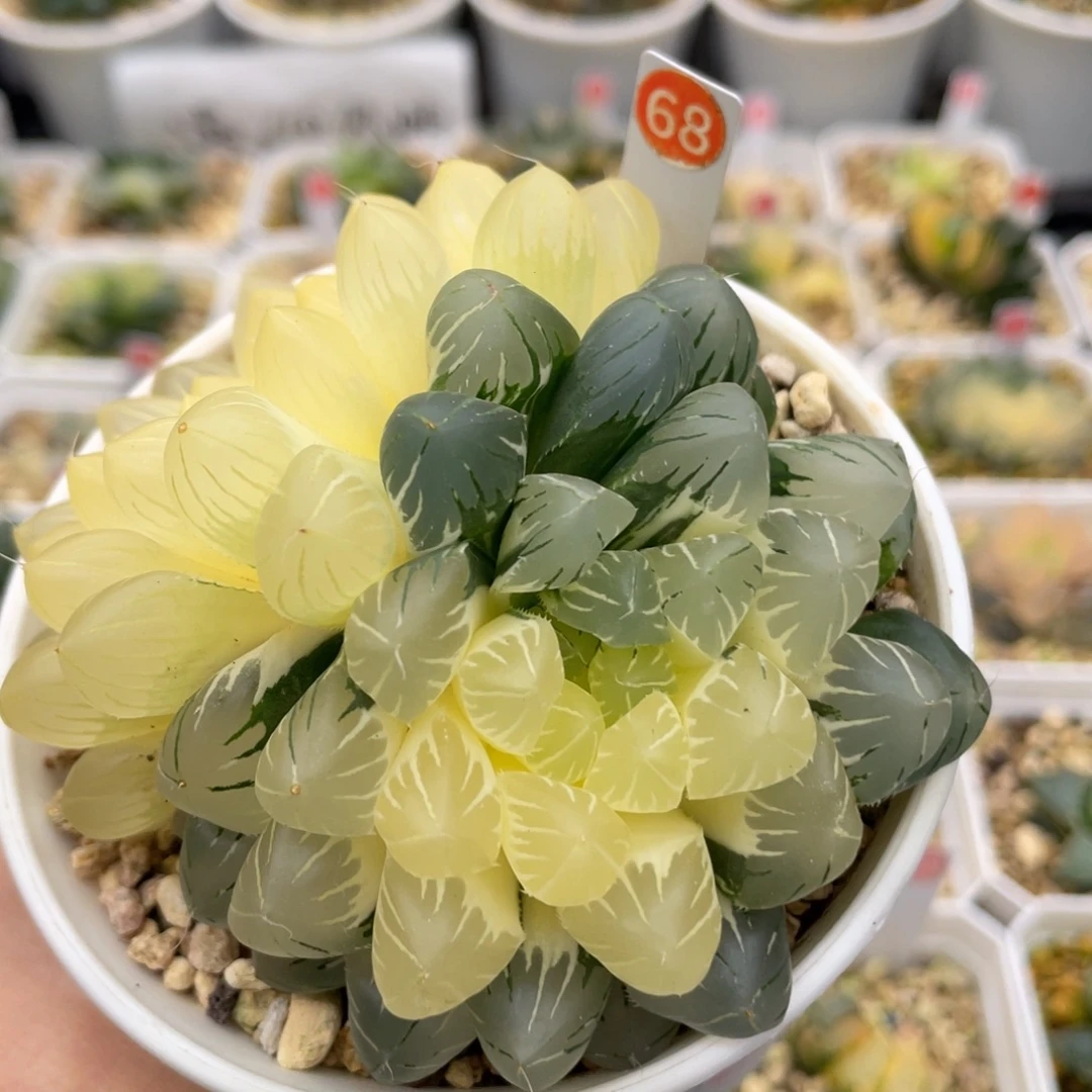 68 双头花翼锦母本株