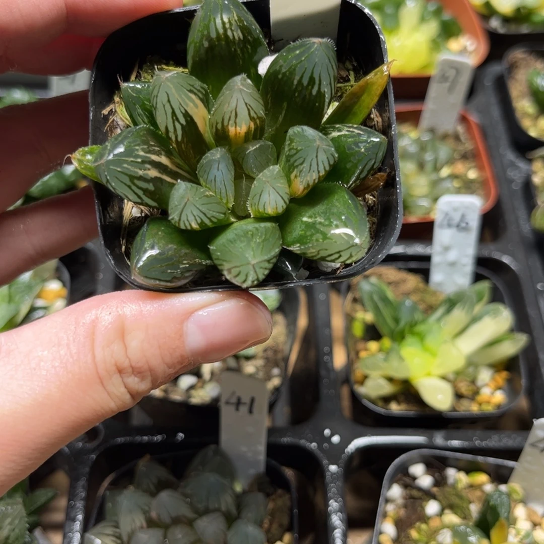 34胭脂玉露锦一物一拍