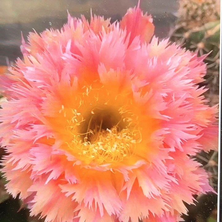 凤羽1号侧芽歪4公分以上满18包邮