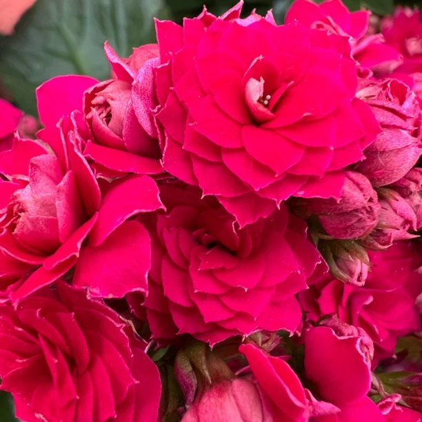 长寿花园～【丽莎】 130大盆 稀有色系