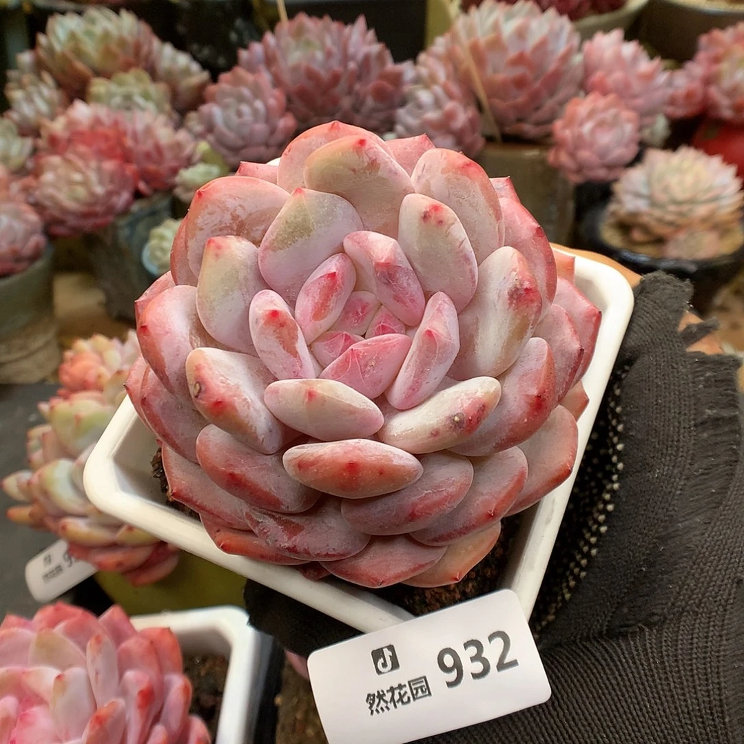 932雪天使多肉植物666