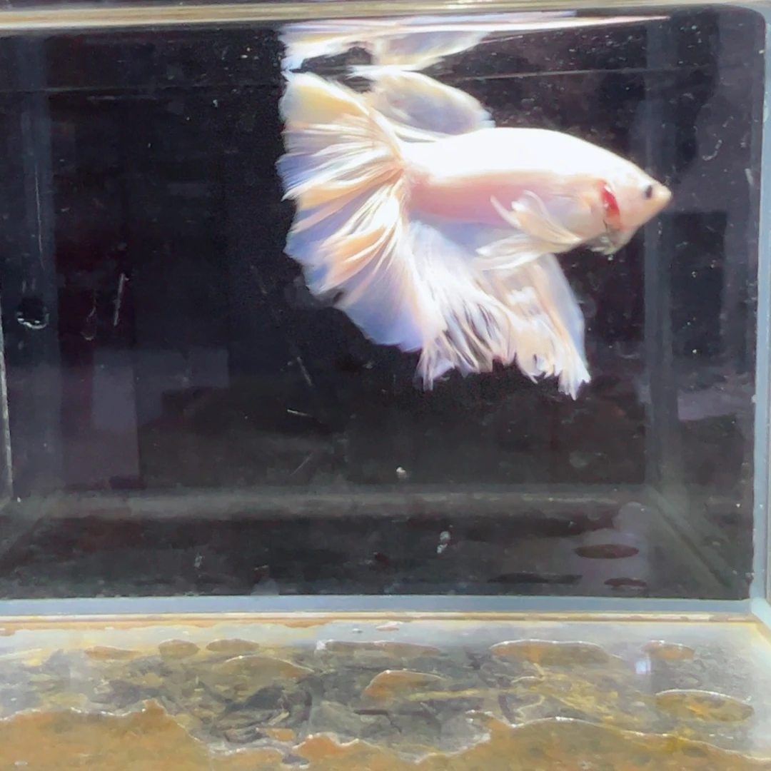 斗鱼浅色特殊尾hhhh