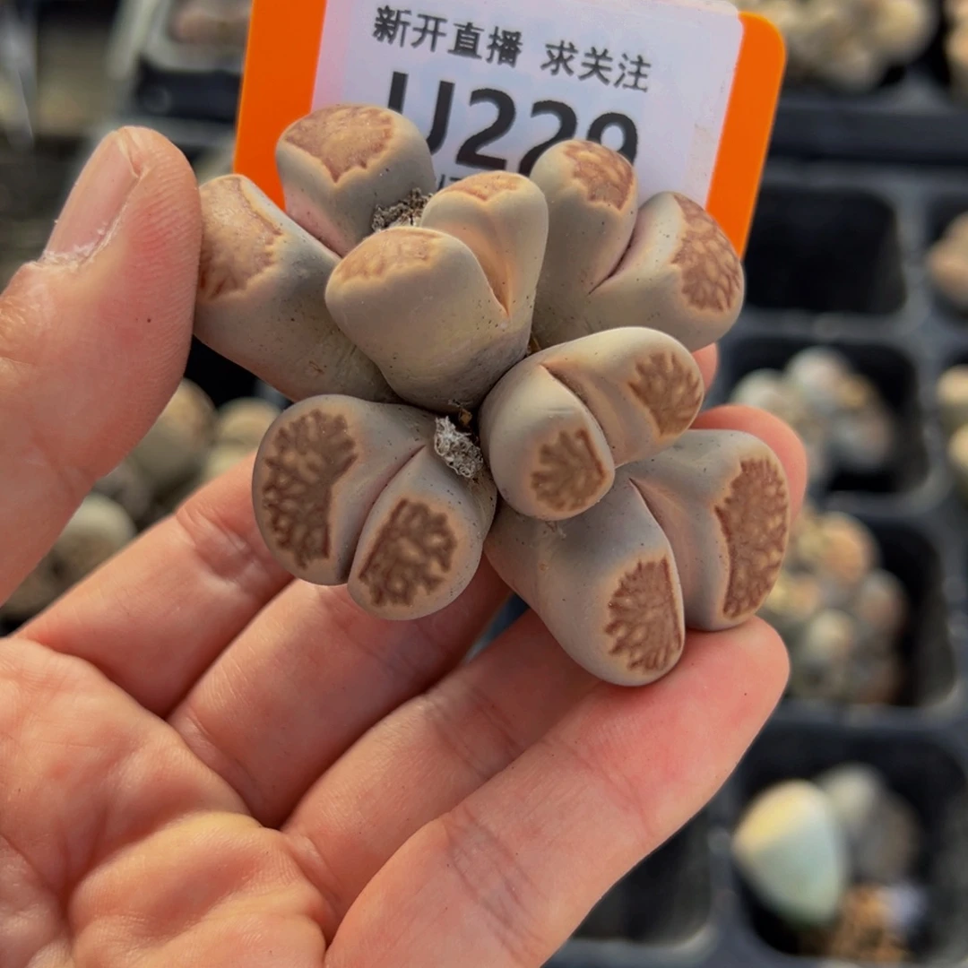 229 一物一拍，默认有伤，介意勿拍，不退不换