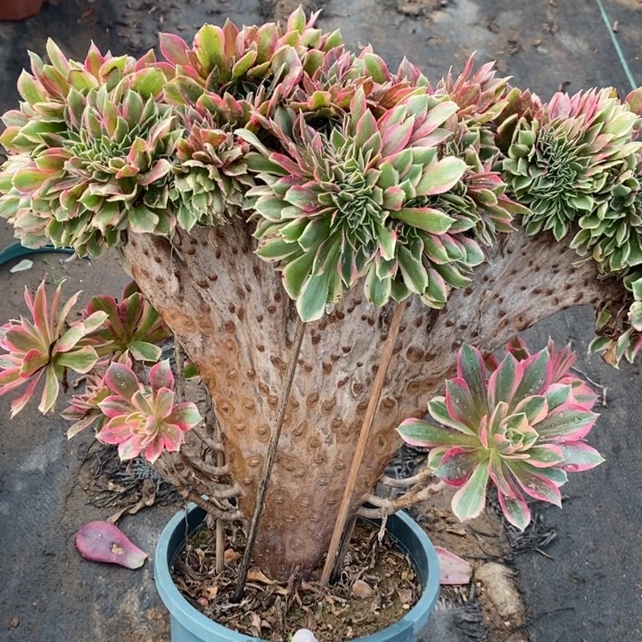 女神缀7多肉植物法师冠福40公分高度34公分